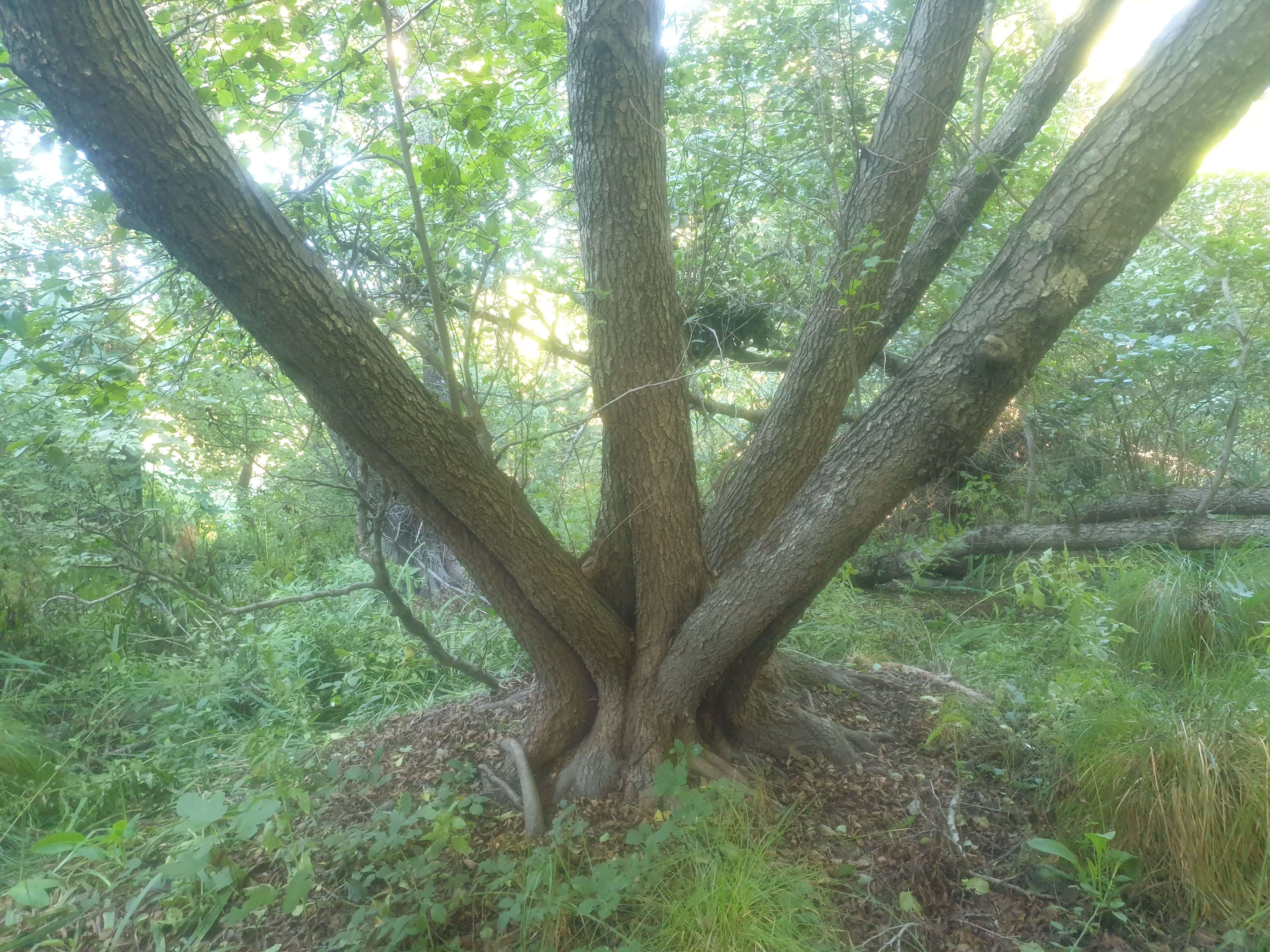 alder albero tre
