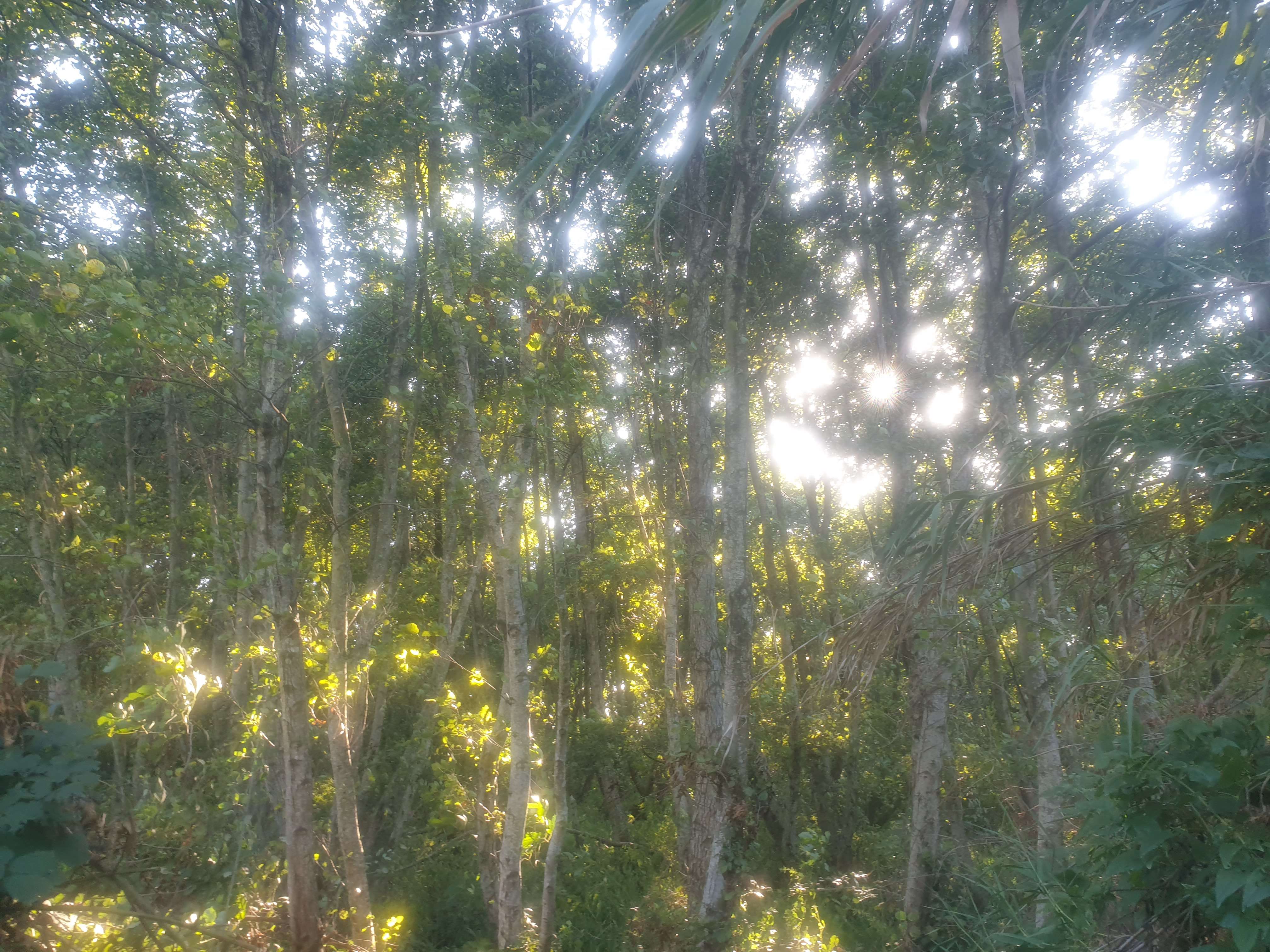 alder luce
