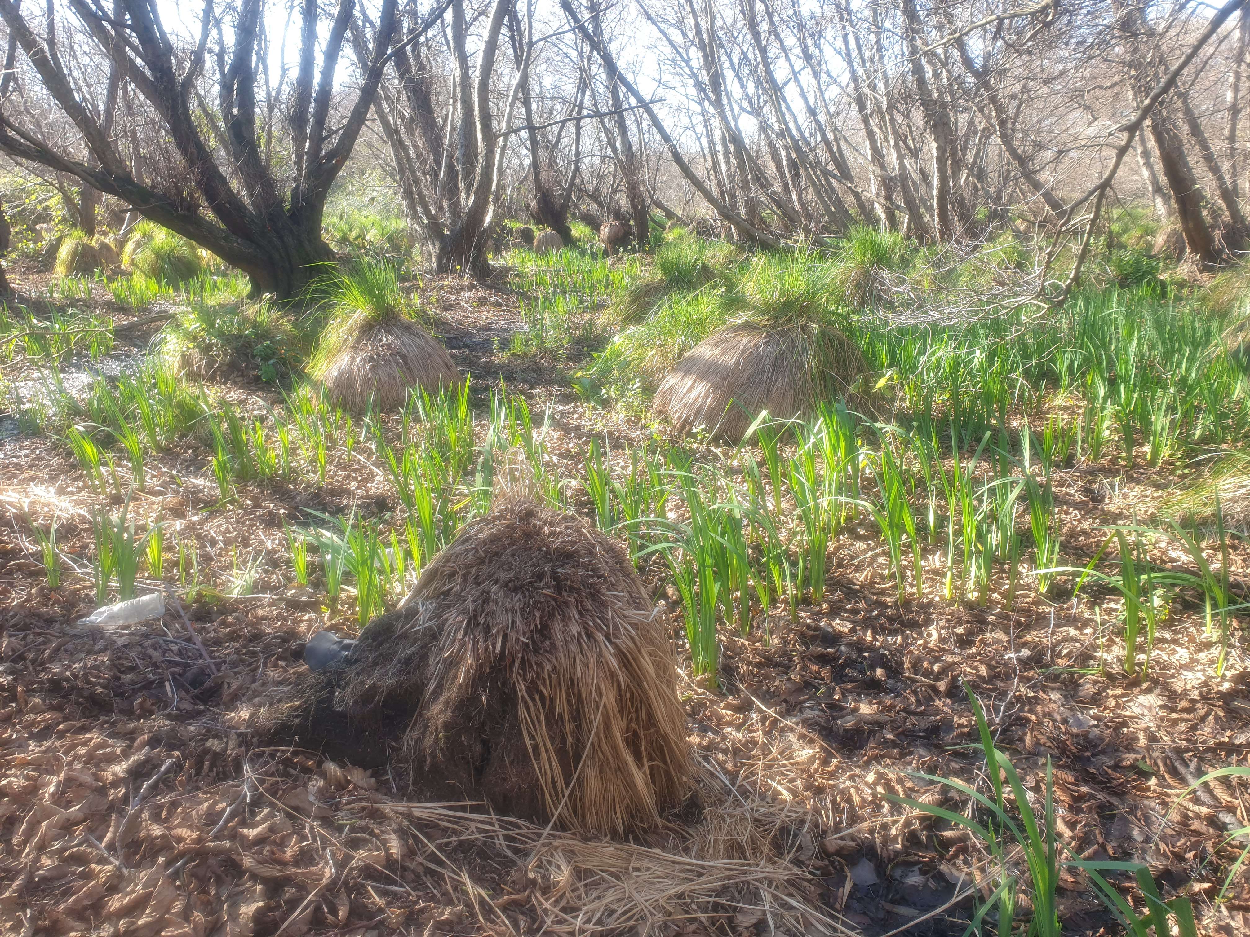 alder wood trevignano troll