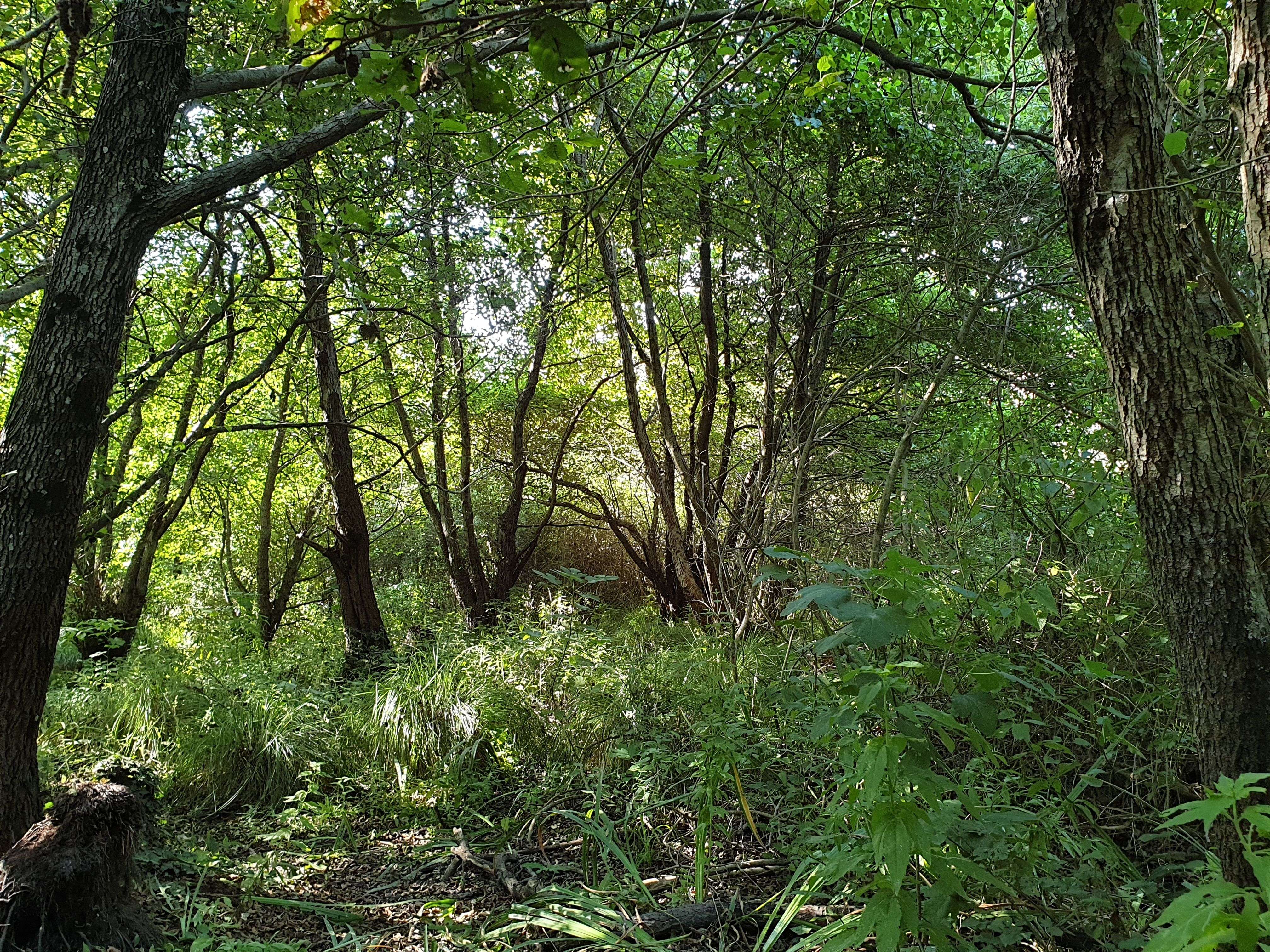 alder wood