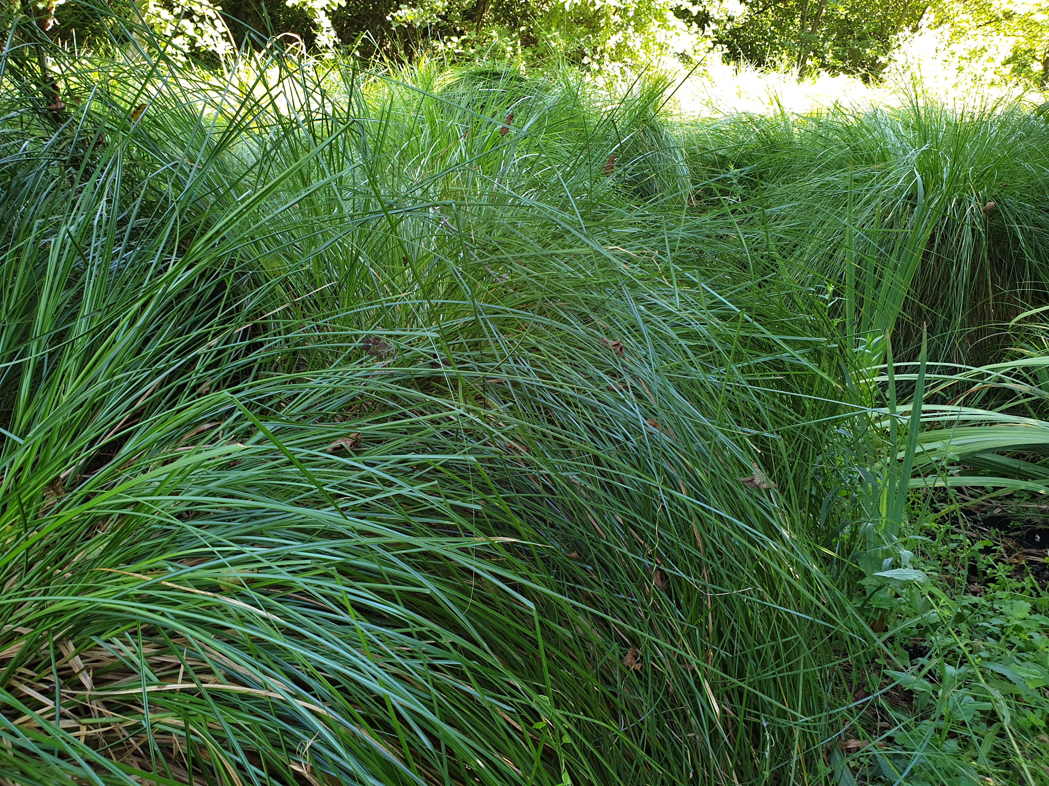 piante alder wood