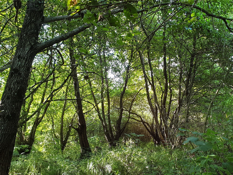 alder wood main